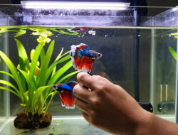 Keahlian Budidaya Ikan Cupang Hias: Dari Hobi Jadi Bisnis Ekspor